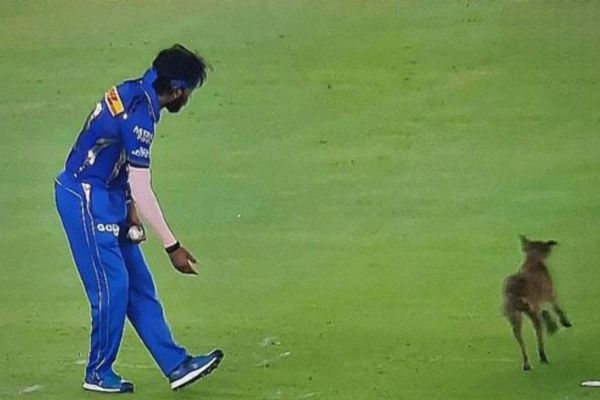 When the dog ignored Hardik, Rohit Sharma’s fans went crazy with joy, giving funny reactions on social media.